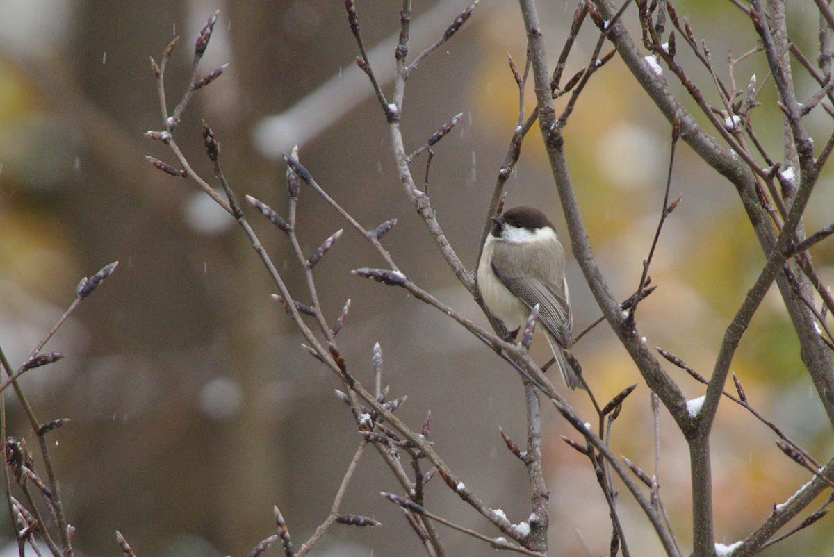 Caspian Tit - ML190821361