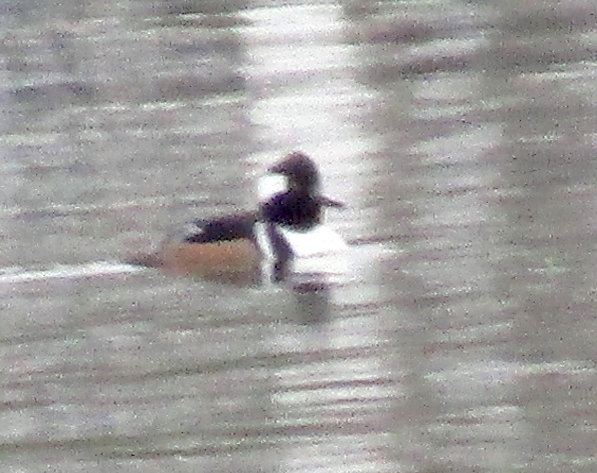 Hooded Merganser - ML190821701