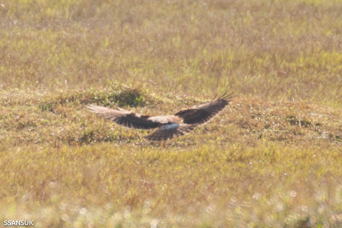 Pied Harrier - ML190823081