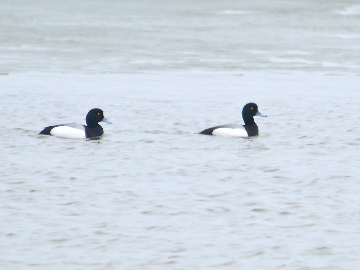 Greater Scaup - ML190823701