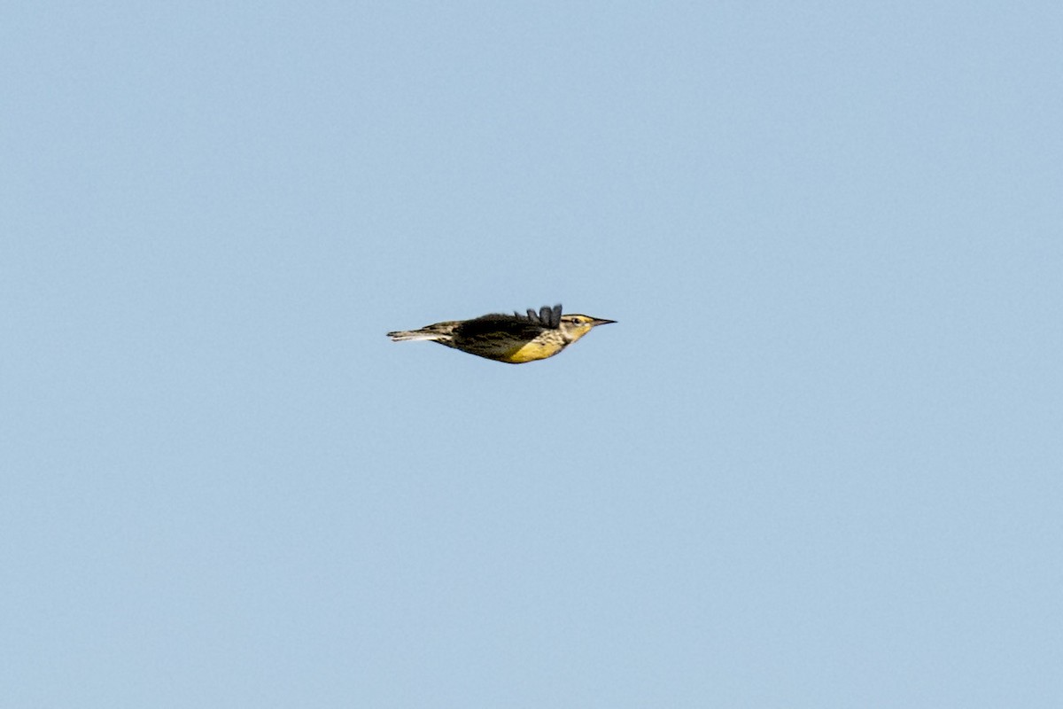 Western Meadowlark - marlin harms