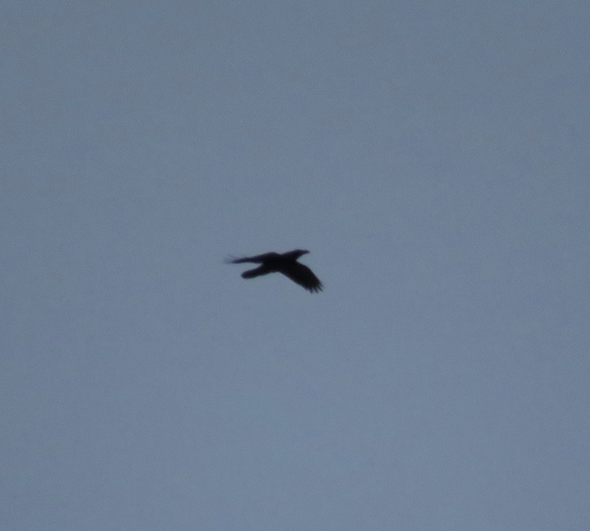 Common Raven - ML190826591