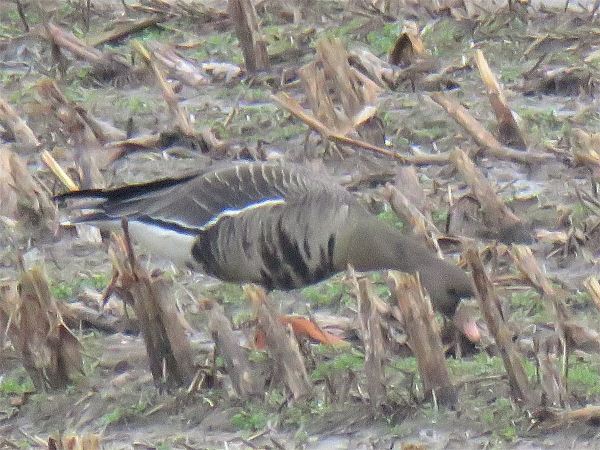 Greater White-fronted Goose - ML190828731