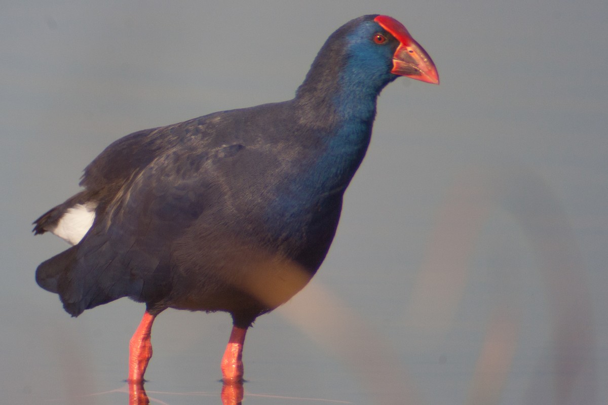 Western Swamphen - José Martín