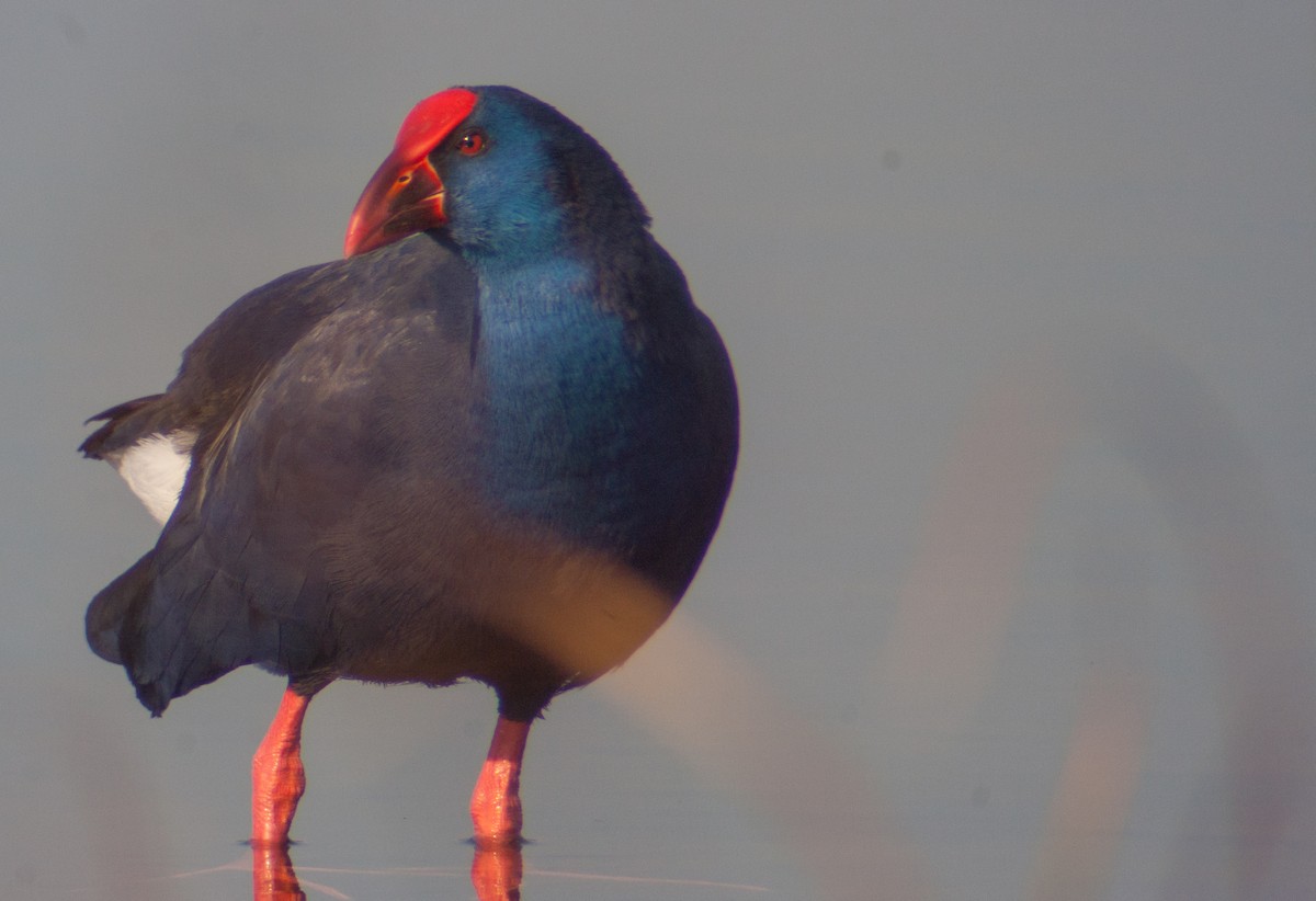 Western Swamphen - José Martín