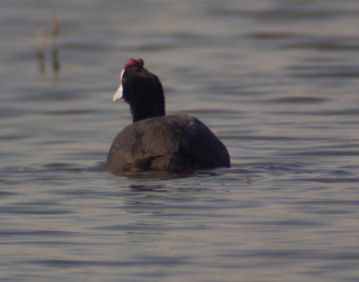 Red-knobbed Coot - ML190829951