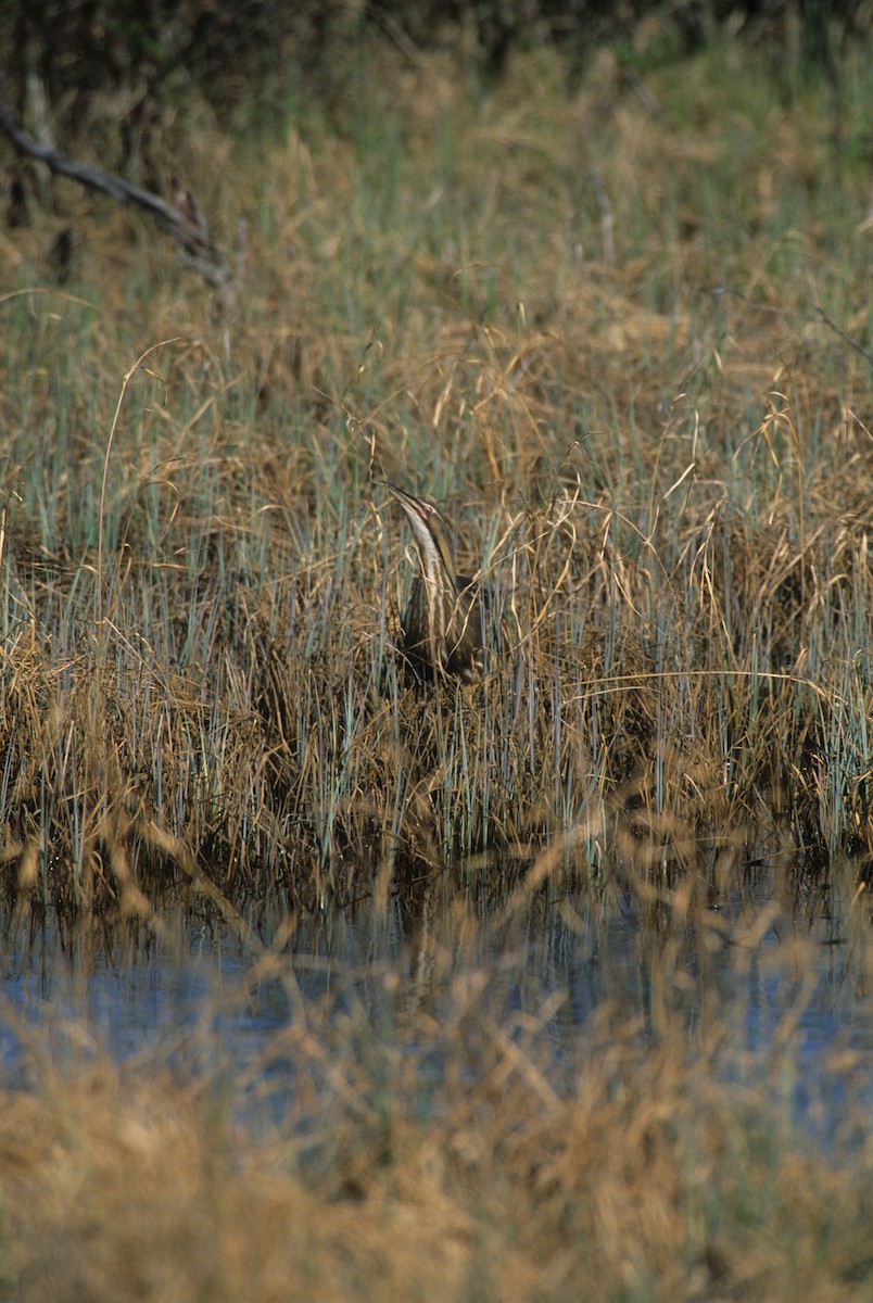 Schwarzbart-Rohrdommel - ML190830191