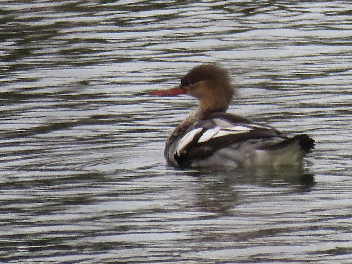 Red-breasted Merganser - ML190830471