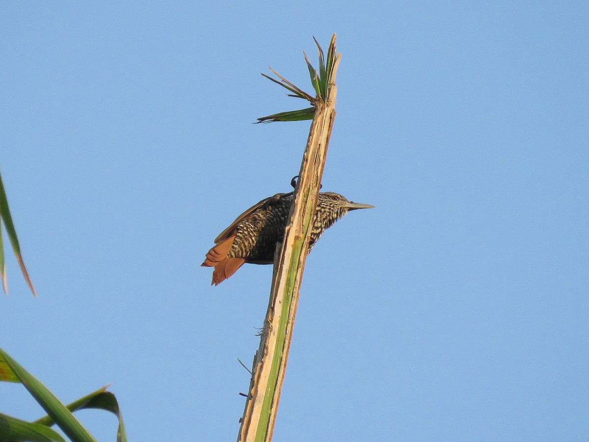 Point-tailed Palmcreeper - ML190830581