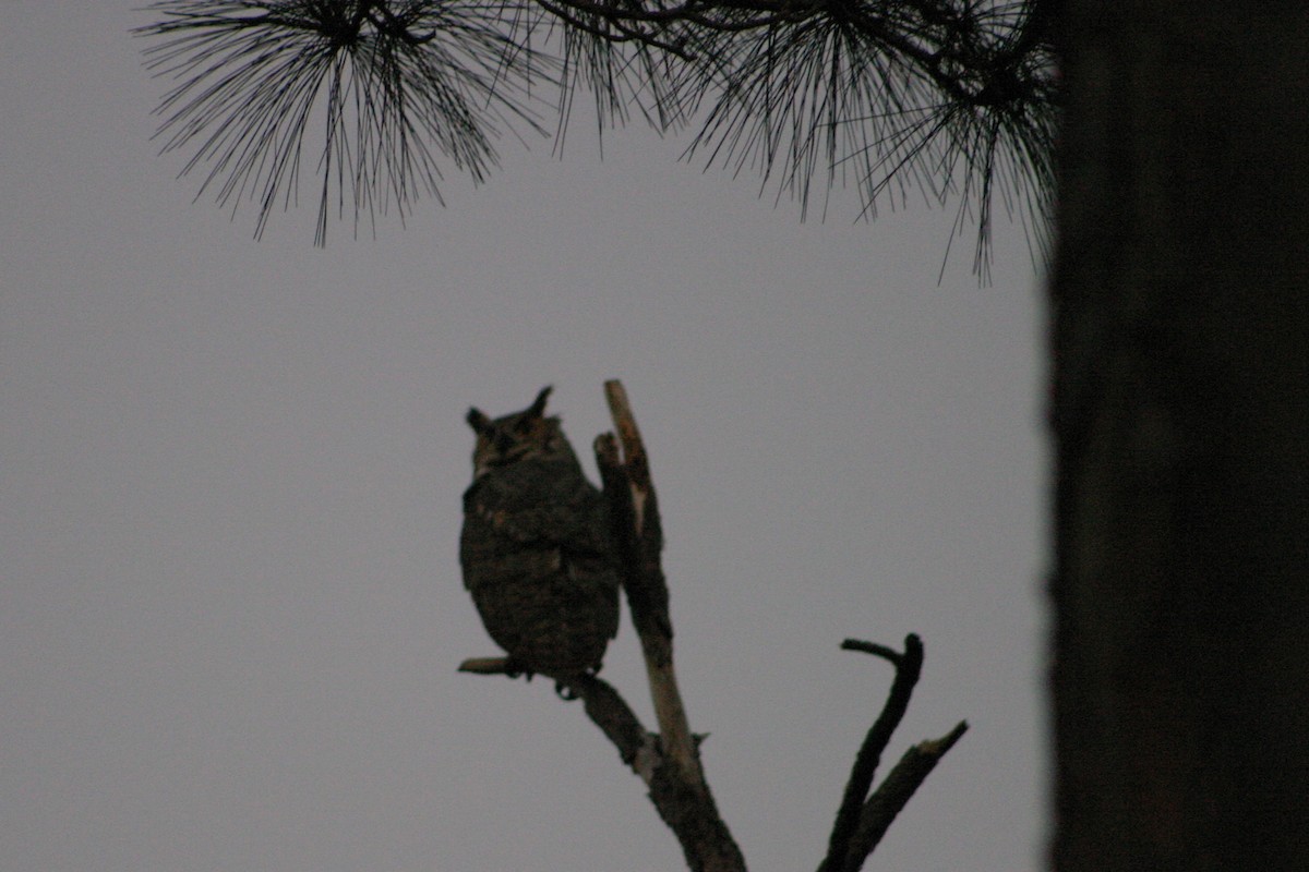 Great Horned Owl - ML190830721