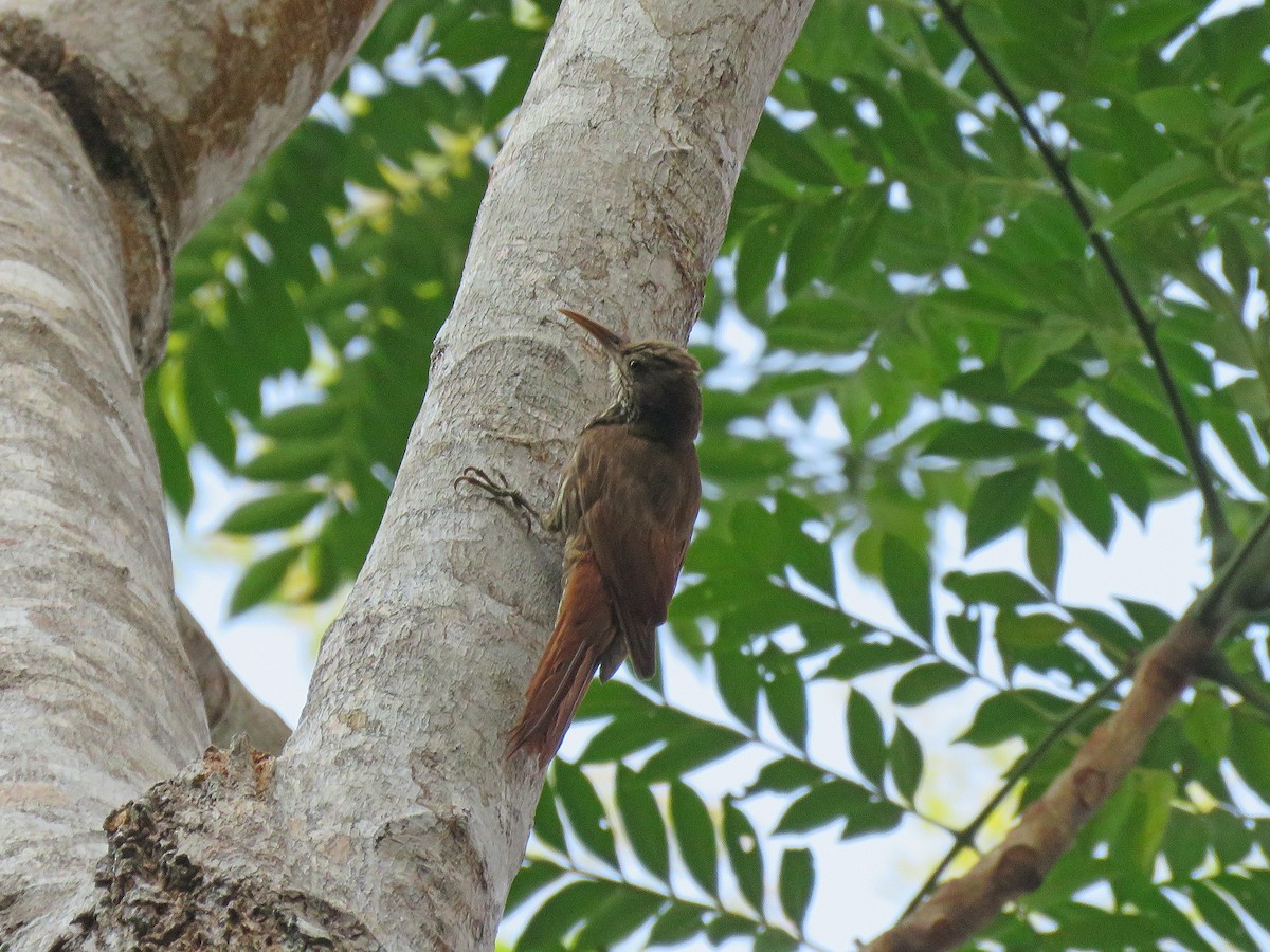 Dusky-capped Woodcreeper (Rondonia) - ML190830751