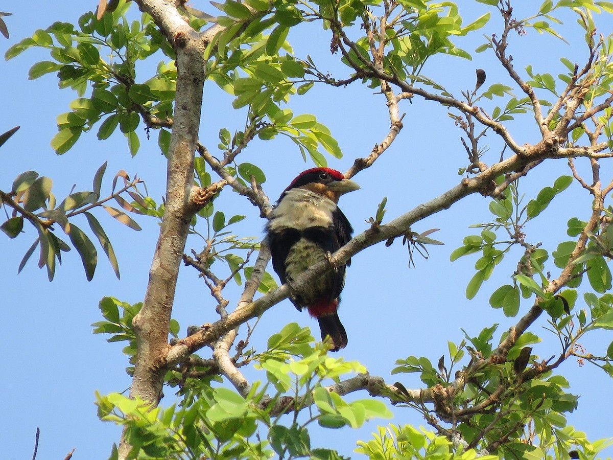 Black-girdled Barbet - ML190831041