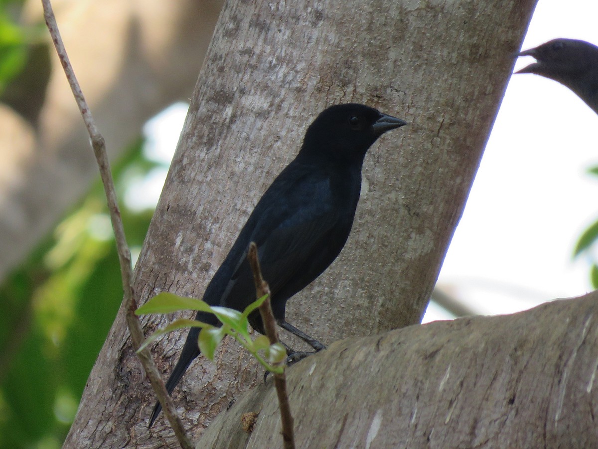 Shiny Cowbird - ML190831191