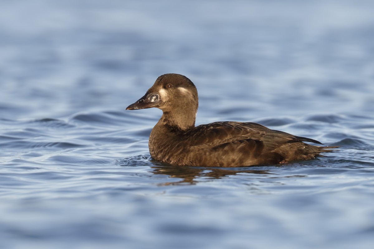 Surf Scoter - Sharif Uddin