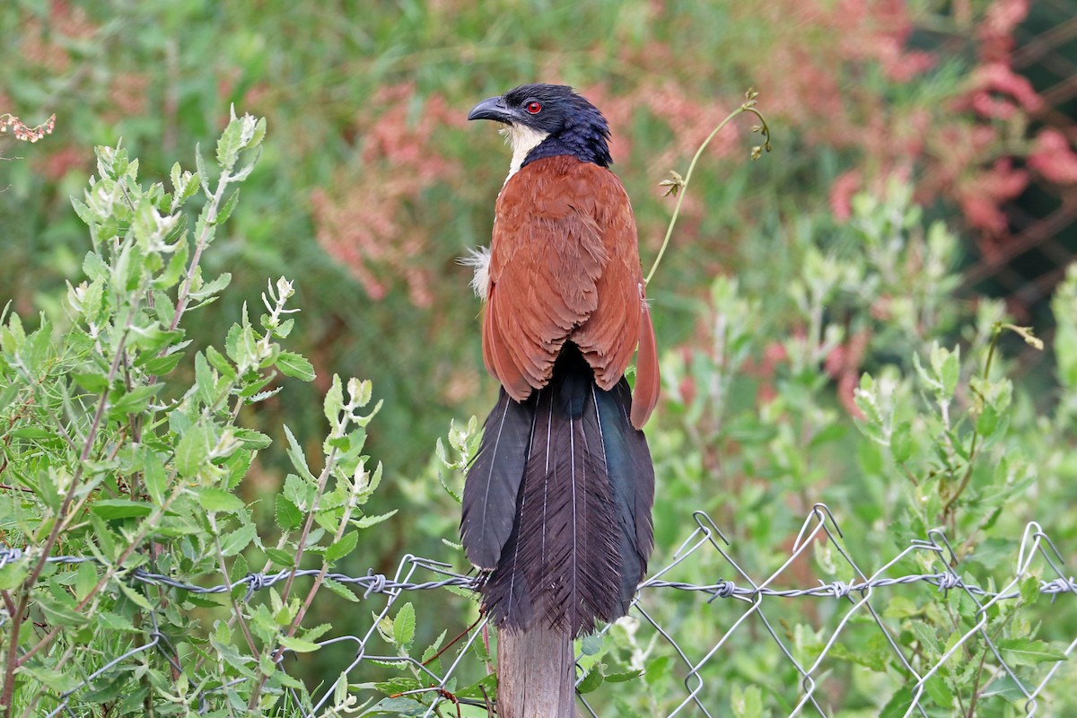 Blue-headed Coucal - Greg  Griffith