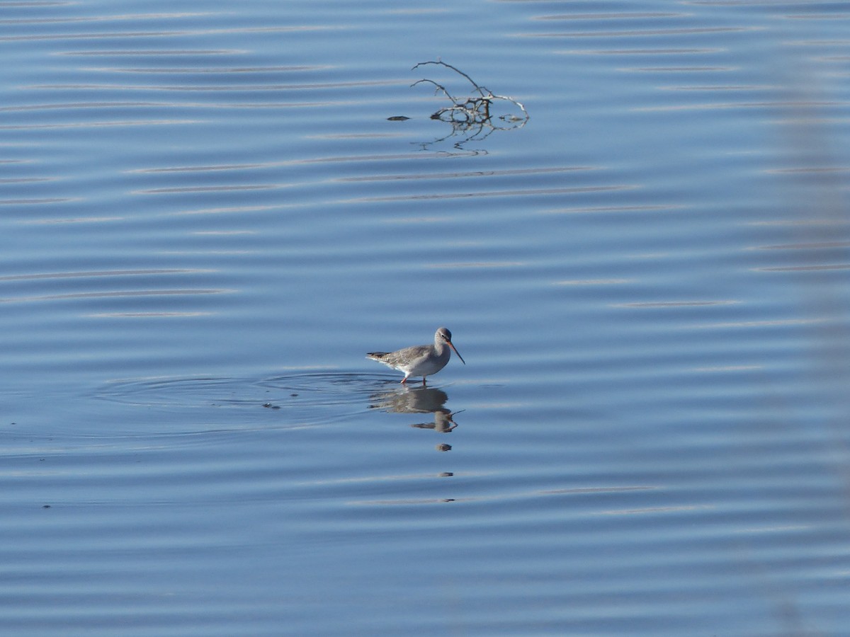 Spotted Redshank - JoseLuis Bejar Seguido