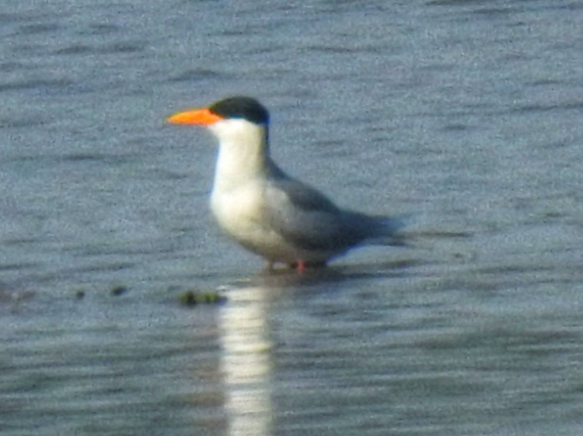 River Tern - ML190834671