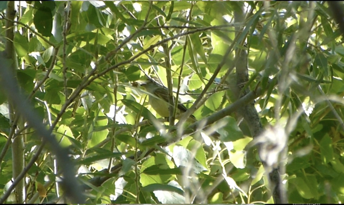 Dusky-capped Flycatcher - ML190834761