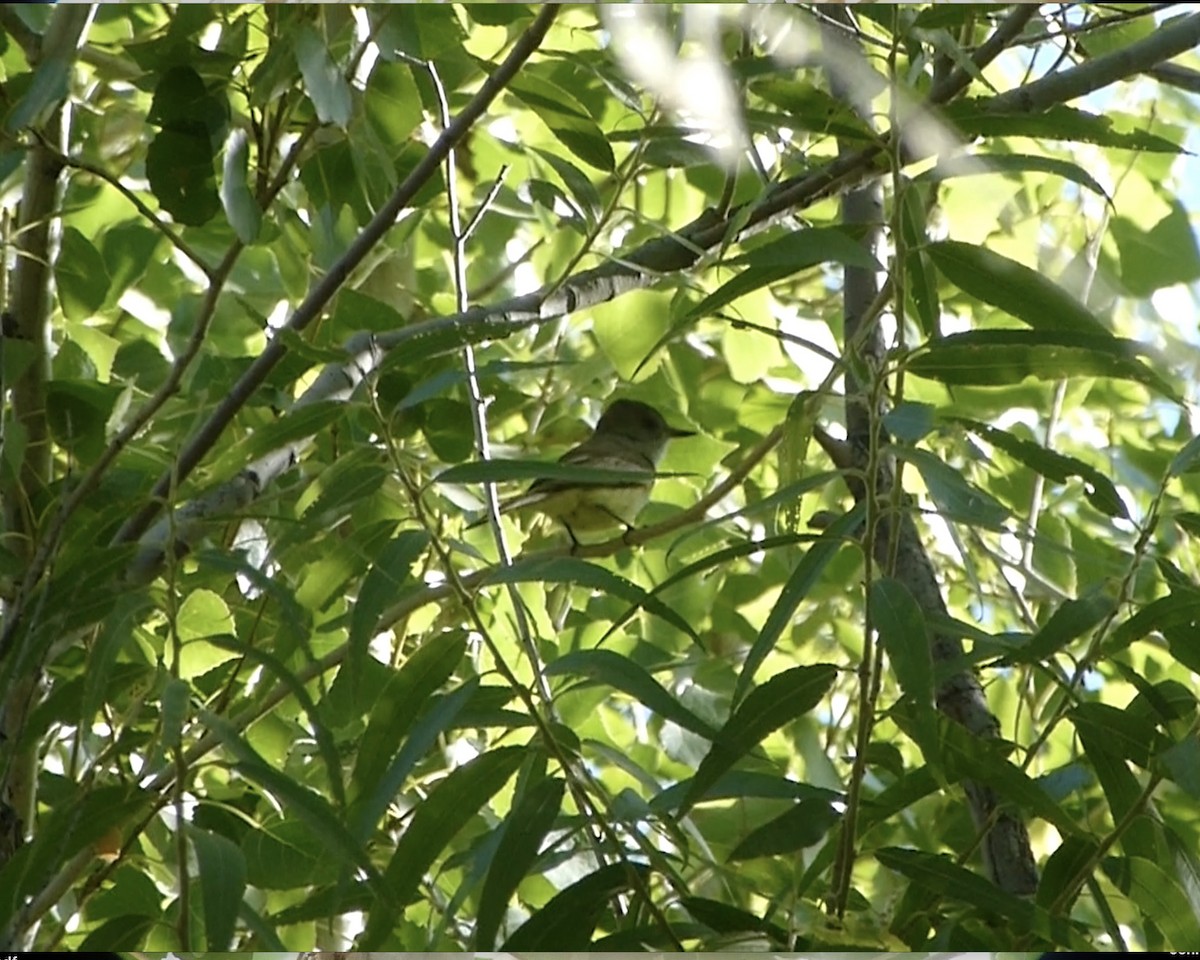 Dusky-capped Flycatcher - Jennifer Tobin