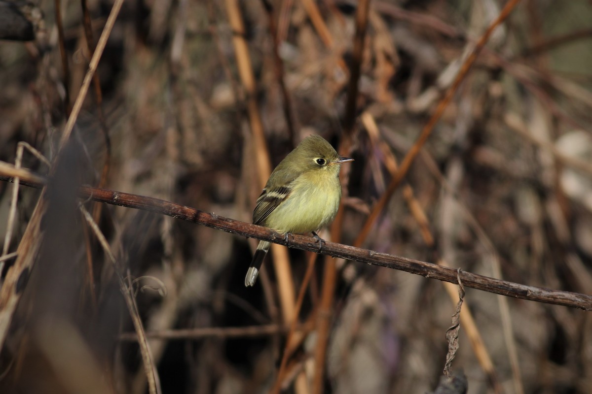 Western Flycatcher (Pacific-slope) - ML190835481