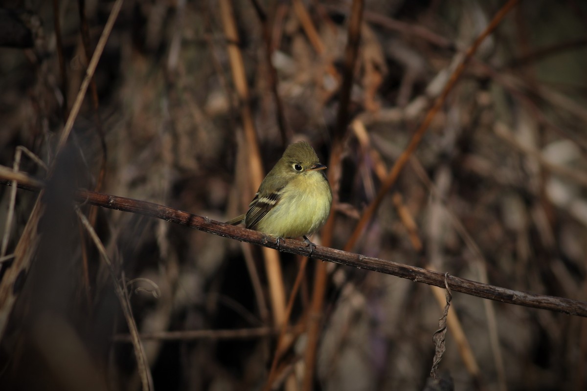 Western Flycatcher (Pacific-slope) - ML190835591