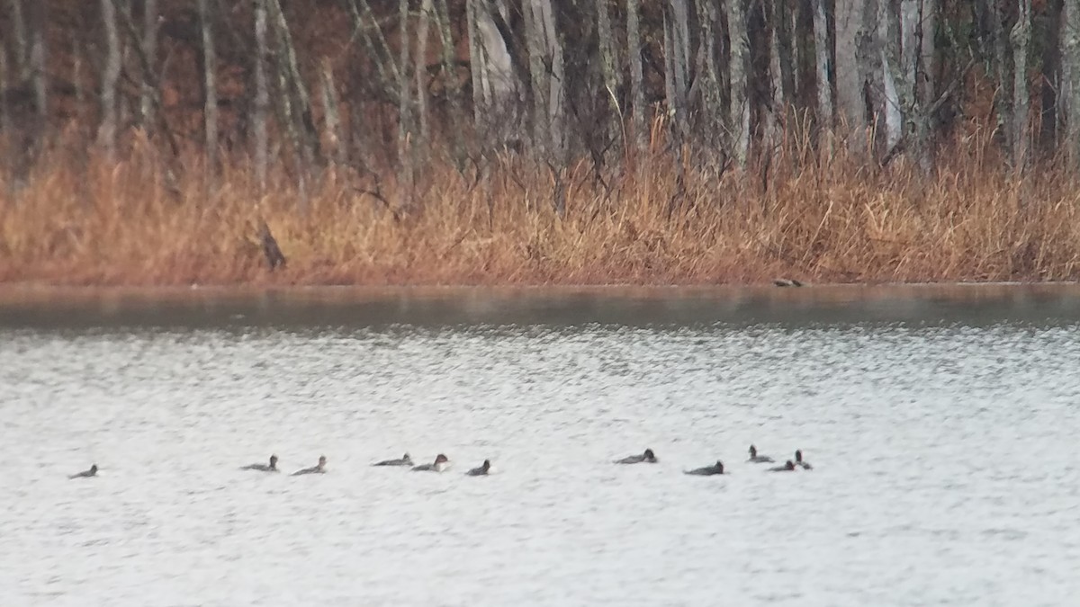 Red-breasted Merganser - ML190835711