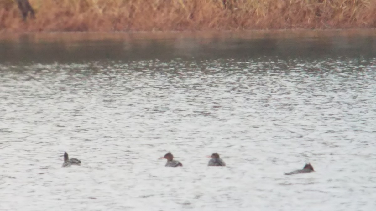 Red-breasted Merganser - ML190835721