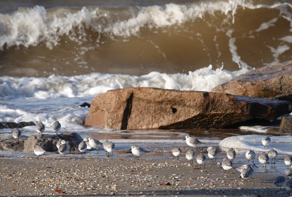 Sanderling - Lonnie Somer