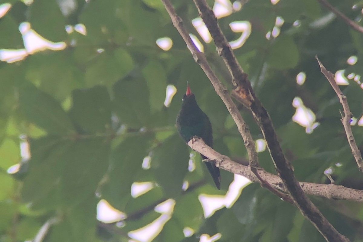 Colibri à tête noire ou C. à bec noir - ML190838101