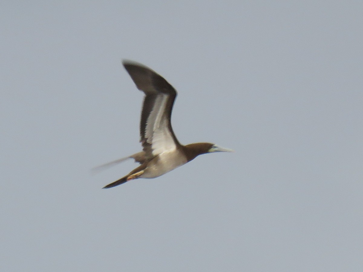 Brown Booby (Forster's) - ML190838871