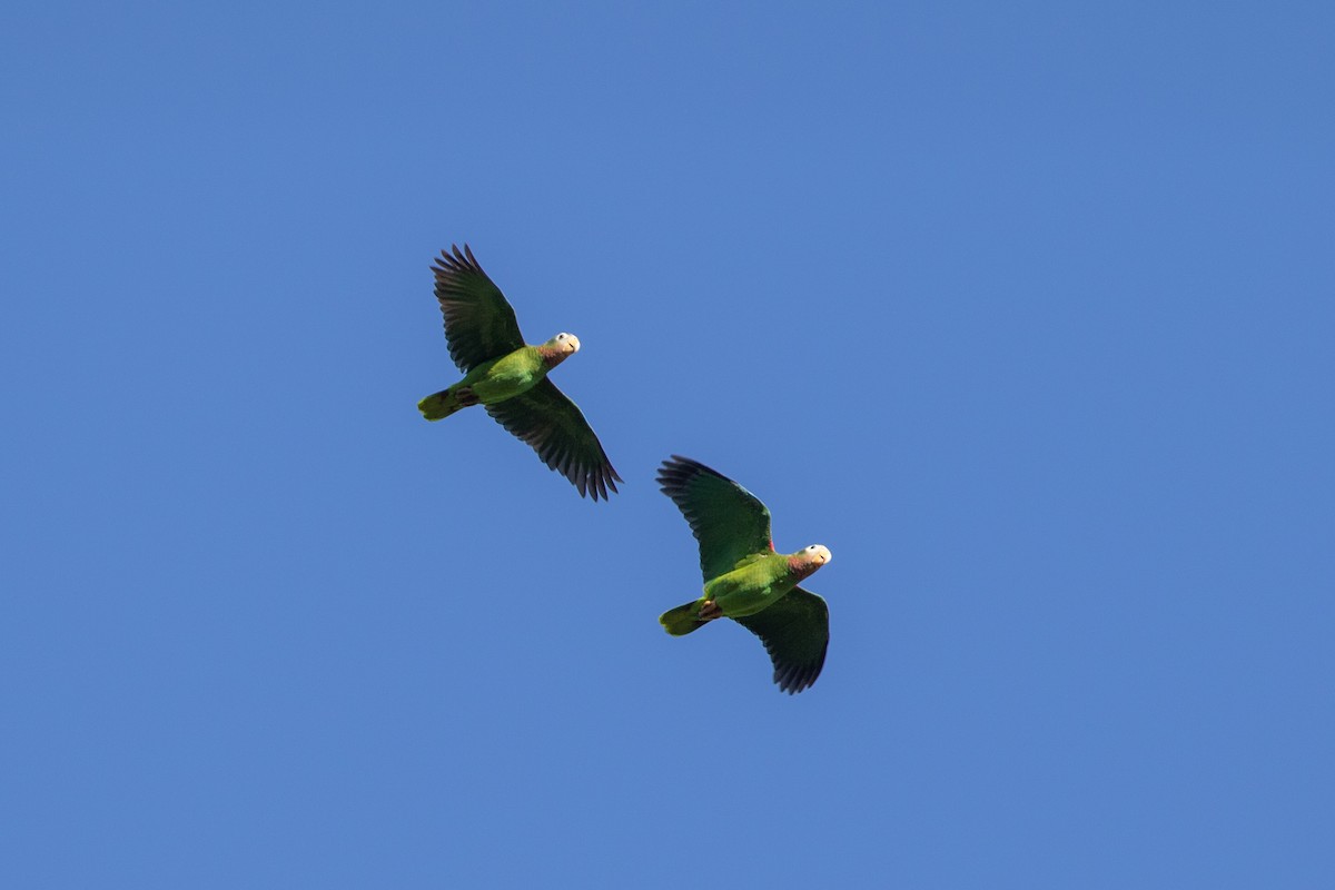 Yellow-billed Parrot - ML190840431