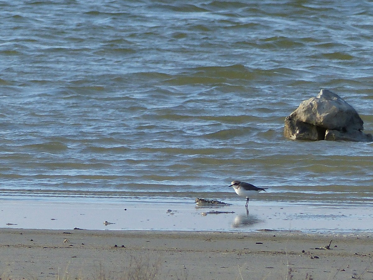 Kentish Plover - ML190840671