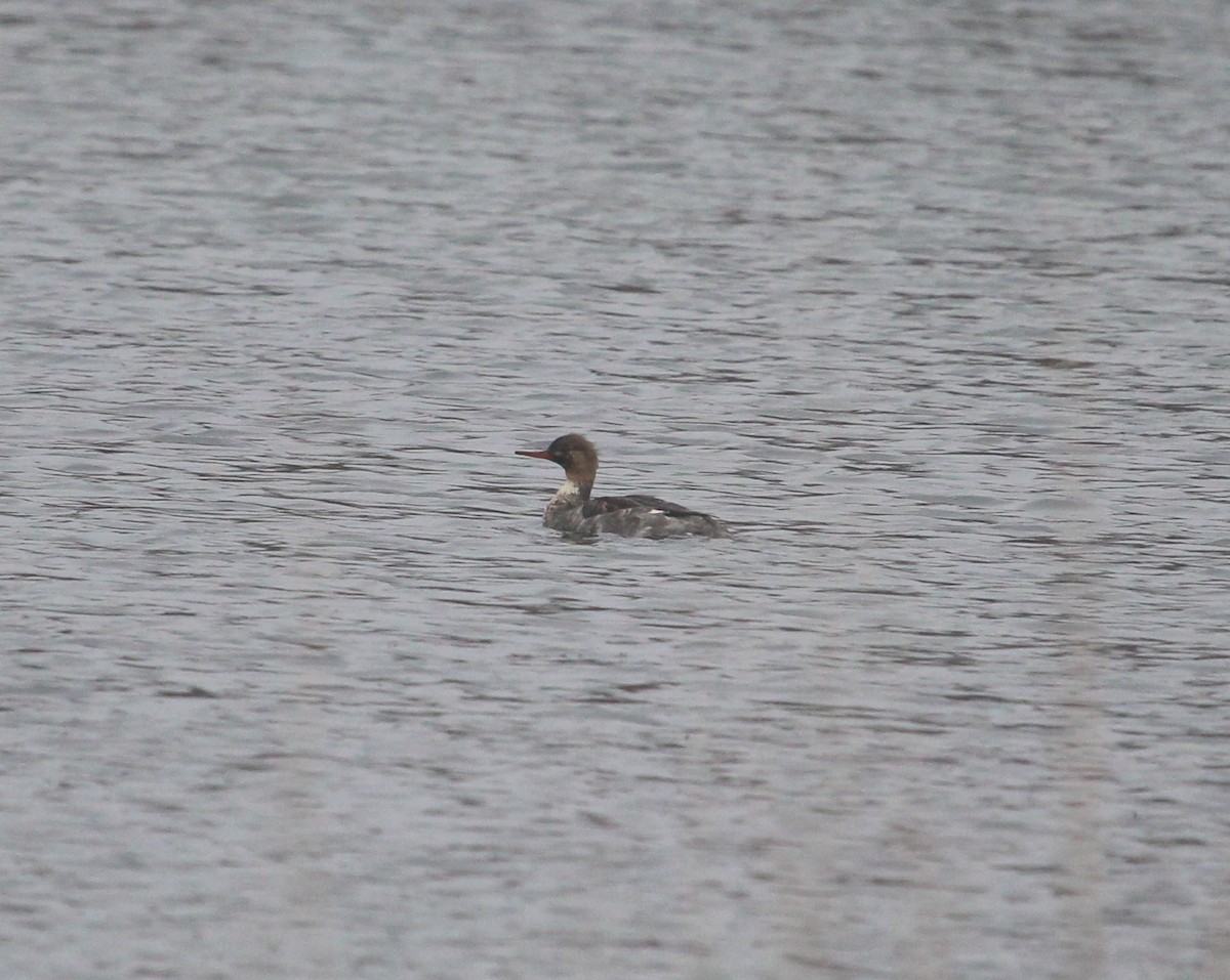 Red-breasted Merganser - ML190842471