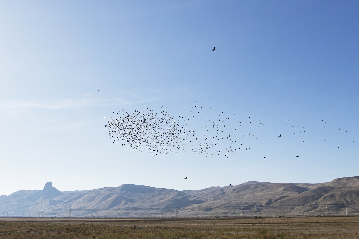 European Starling - ML190844571