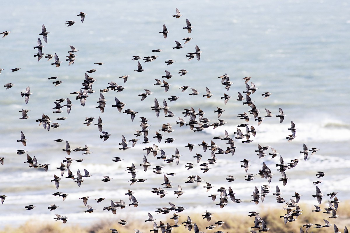 European Starling - ML190844661