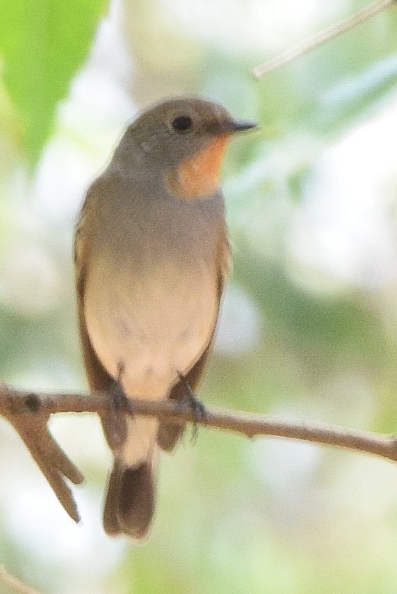 Taigaschnäpper - ML190845541