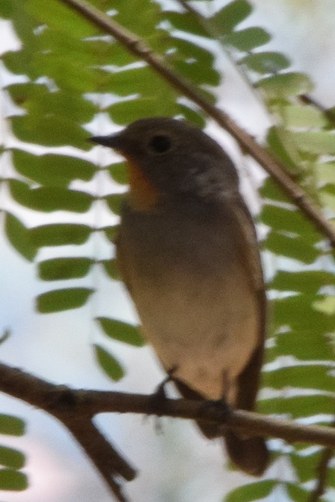 Taigaschnäpper - ML190845551