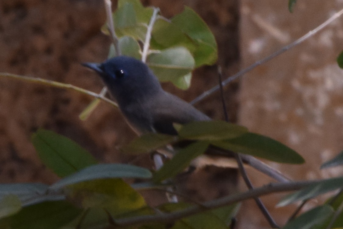 Schwarznackenmonarch - ML190845601