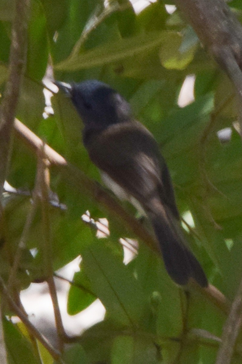 Schwarznackenmonarch - ML190845611