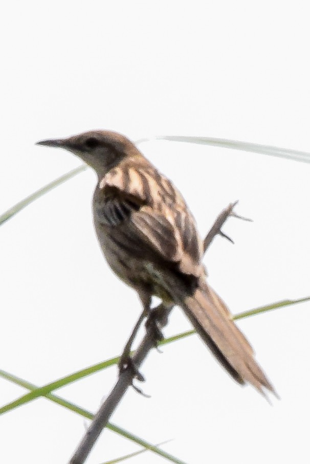 Streifenbuschsänger - ML190845731