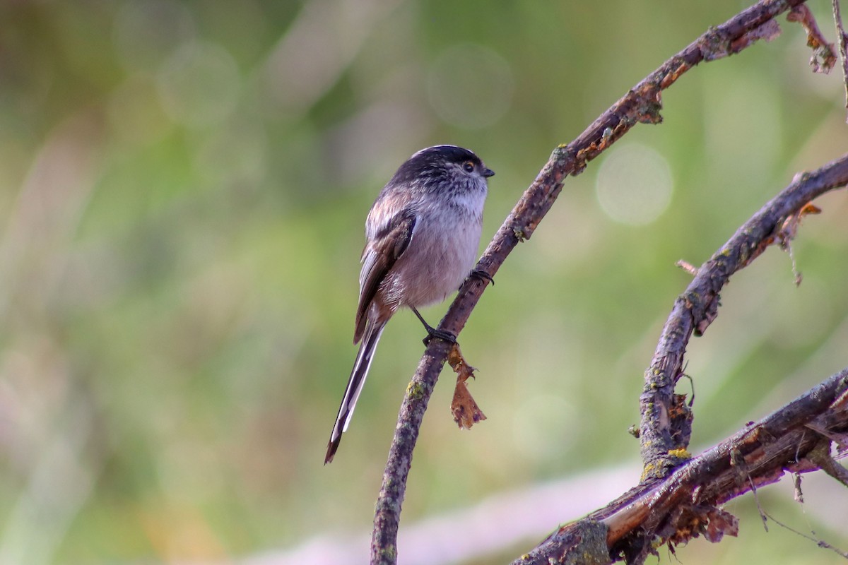 Long-tailed Tit - Joaquín Salinas