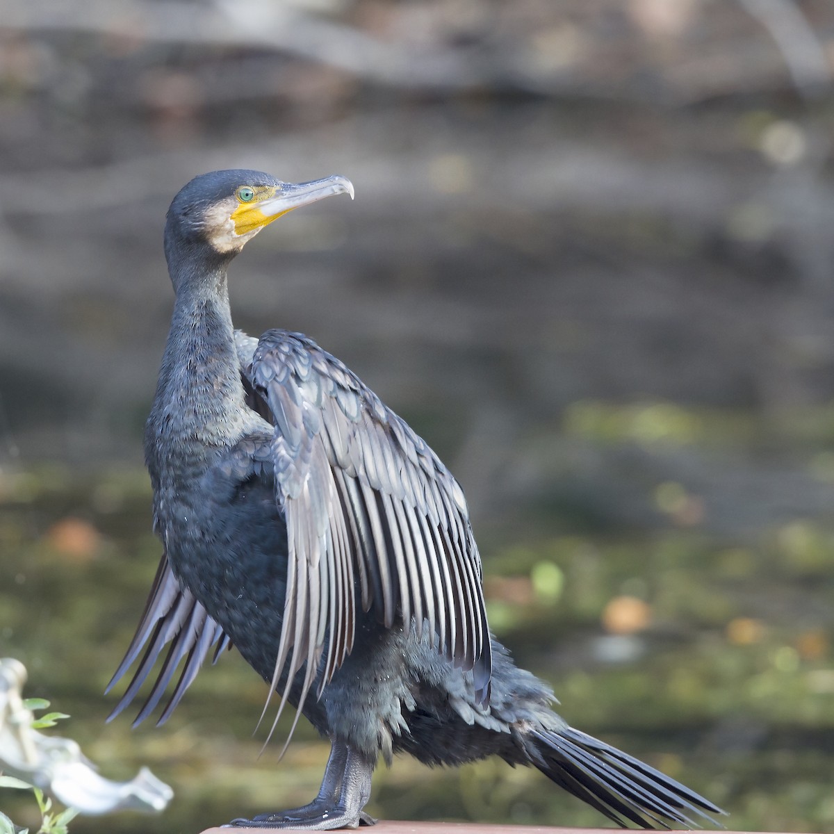 Cormorán Grande - ML190847661