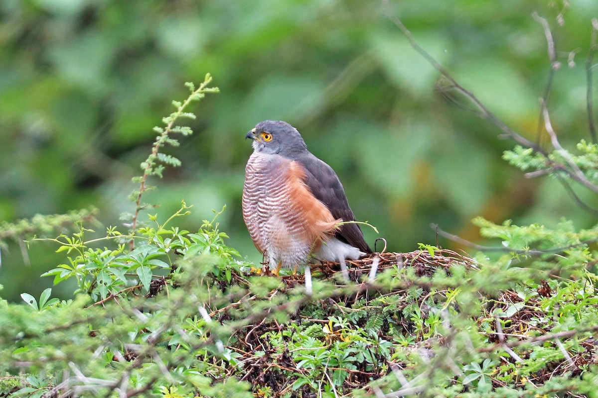 African Goshawk (Ethiopian) - ML190849181