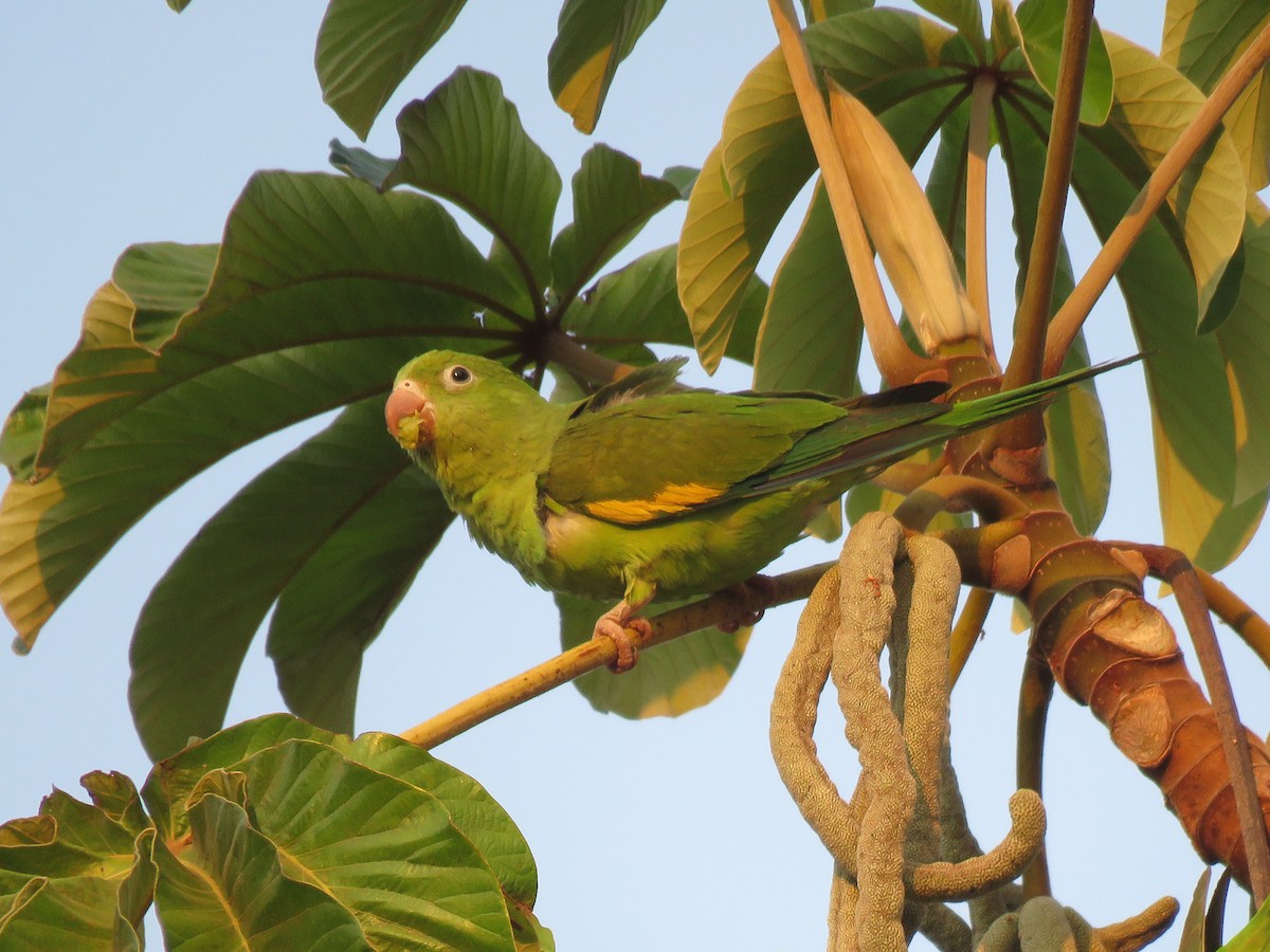 Yellow-chevroned Parakeet - Kevin Groeneweg