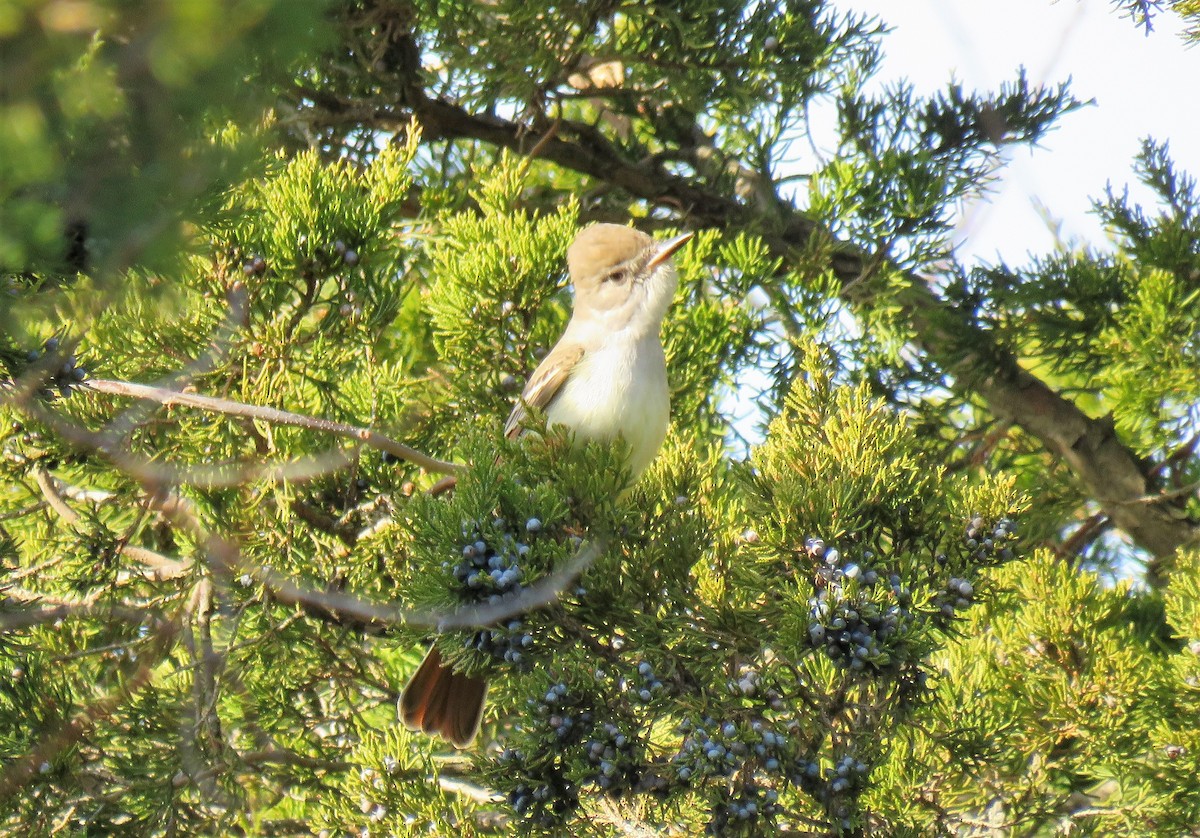 Ash-throated Flycatcher - ML190849761