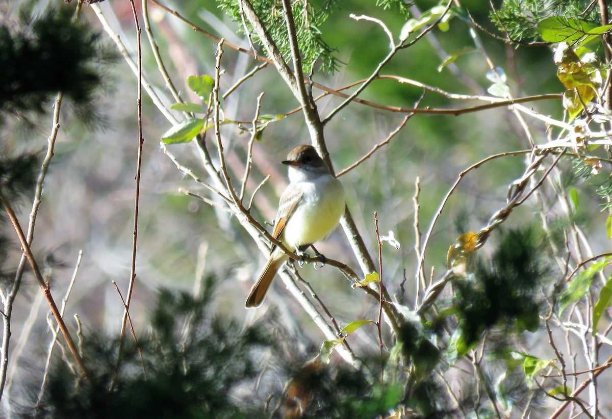 Ash-throated Flycatcher - ML190849821