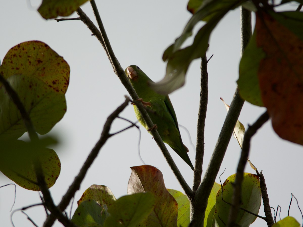 Orange-chinned Parakeet - ML190851061