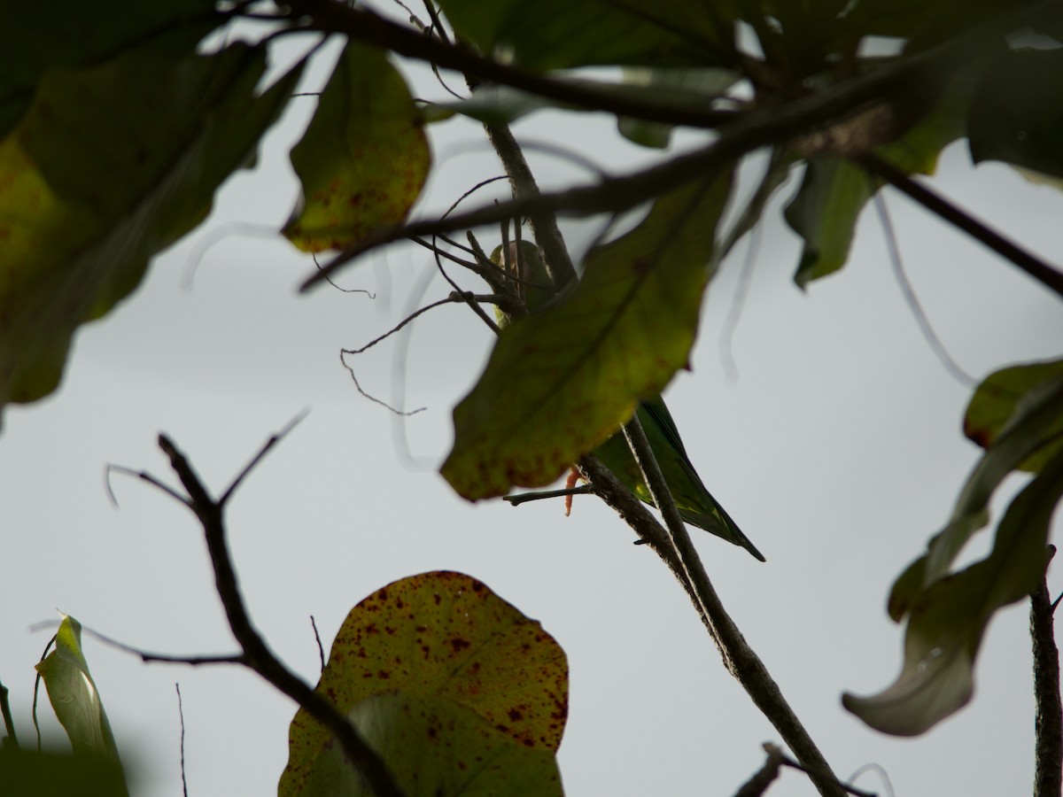 Orange-chinned Parakeet - ML190851211