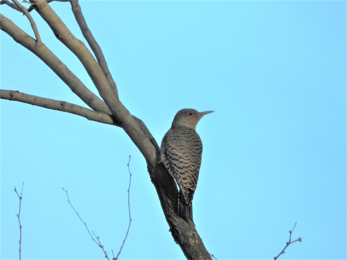 Northern Flicker (Yellow-shafted x Red-shafted) - ML190851351