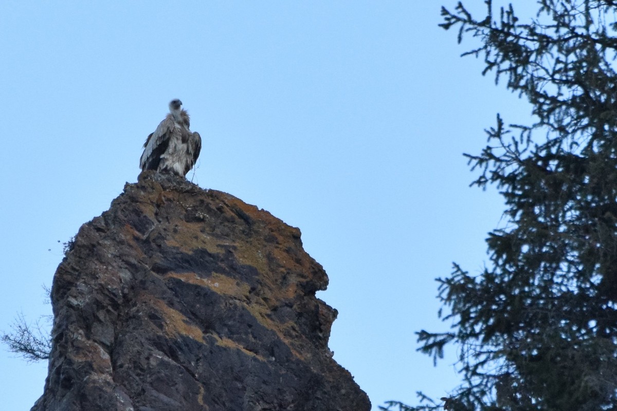 Himalayan Griffon - ML190851841